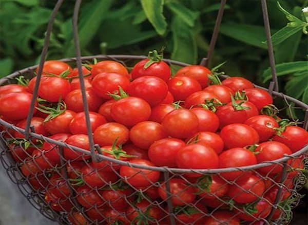 تصویر 2 از خرید گوجه زیتونی گلخانه ای + قیمت عالی باکیفیت